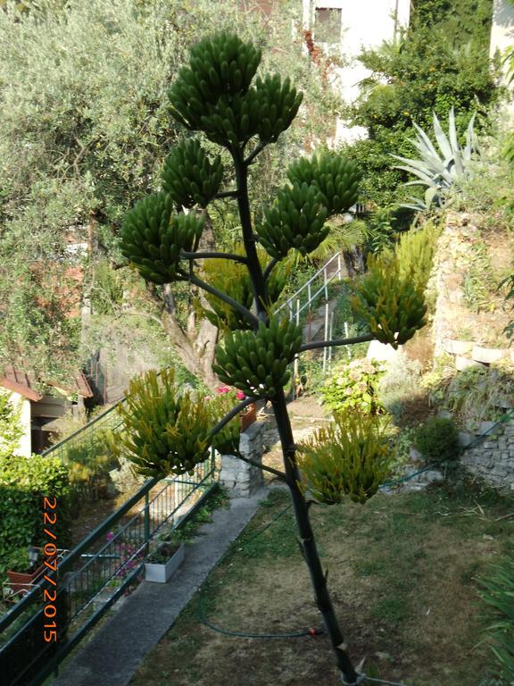 Villa Bianca Valsolda Exteriér fotografie